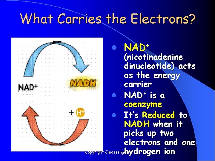 What Carries the Electrons? l NAD+ (nicotinadenine dinucleotide) acts as the energy carrier l