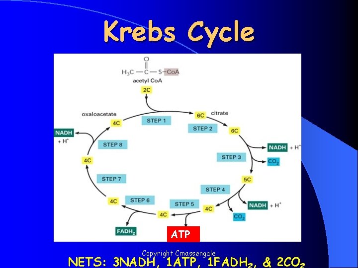 Krebs Cycle ATP Copyright Cmassengale NETS: 3 NADH, 1 ATP, 1 FADH , &