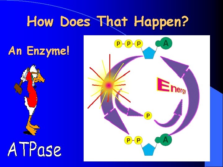 How Does That Happen? An Enzyme! Copyright Cmassengale 