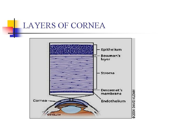 LAYERS OF CORNEA 