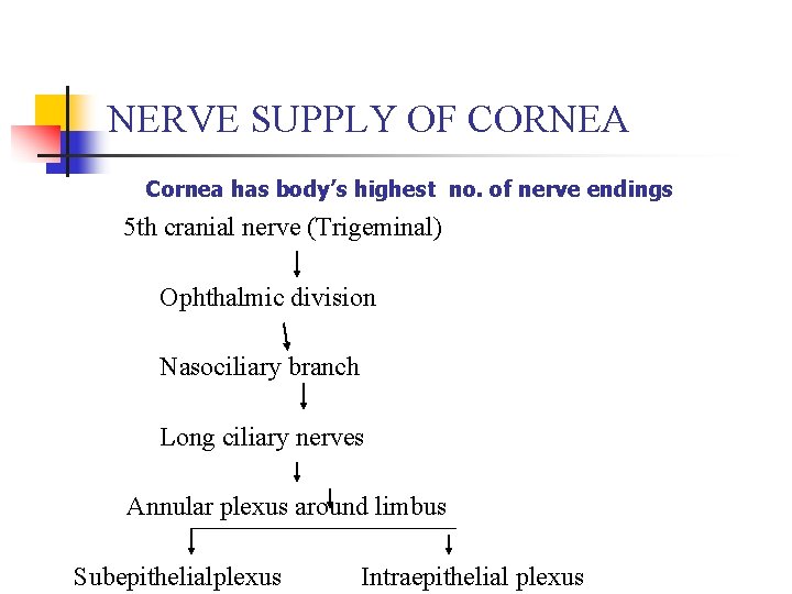NERVE SUPPLY OF CORNEA Cornea has body’s highest no. of nerve endings 5 th