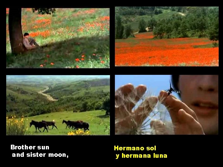 Brother sun and sister moon, Hermano sol y hermana luna 
