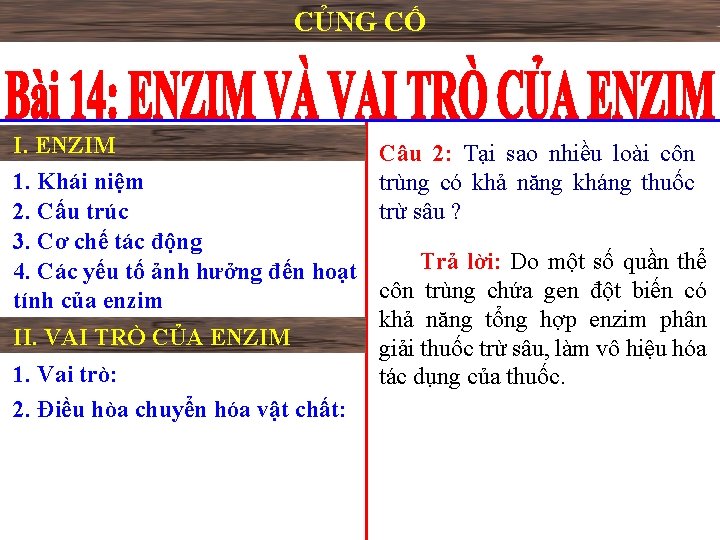 CỦNG CỐ I. ENZIM Câu 2: Tại sao nhiều loài côn trùng có khả