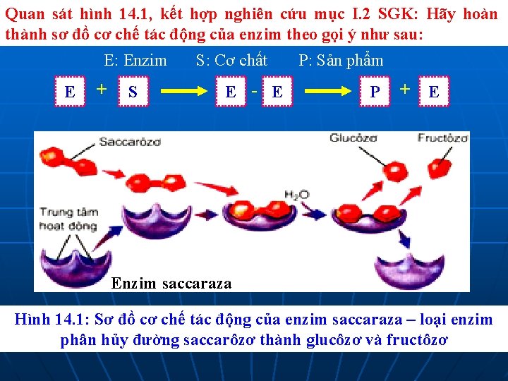 Quan sát hình 14. 1, kết hợp nghiên cứu mục I. 2 SGK: Hãy