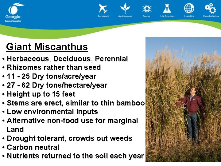 Giant Miscanthus • Herbaceous, Deciduous, Perennial • Rhizomes rather than seed • 11 -