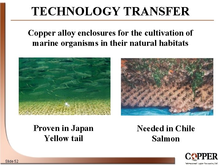 TECHNOLOGY TRANSFER Copper alloy enclosures for the cultivation of marine organisms in their natural