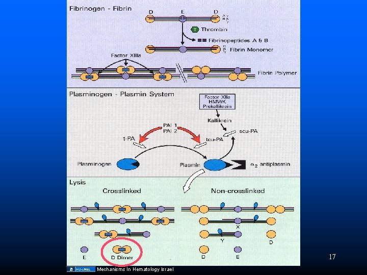 17 Mechanisms In Hematology Israel 