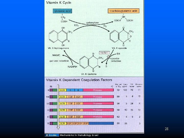 28 Mechanisms In Hematology Israel 