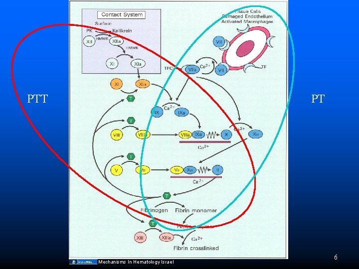 PTT PT Mechanisms In Hematology Israel 6 