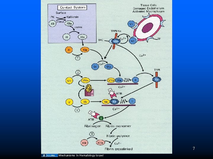 7 Mechanisms In Hematology Israel 