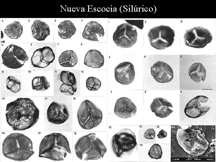 Nueva Escocia (Silúrico) 