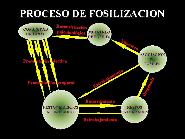 PROCESO DE FOSILIZACION COMUNIDAD ORIGINAL Reconstrucción paleobiológica MUESTREO DE FOSILES Mu est reo ASOCIACION