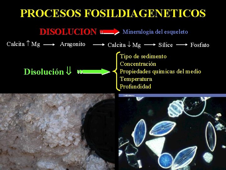 PROCESOS FOSILDIAGENETICOS DISOLUCION Calcita Mg Aragonito Disolución Mineralogía del esqueleto Calcita Mg Sílice Fosfato