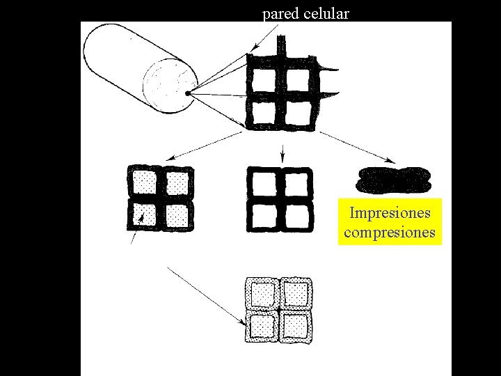 pared celular Impresiones compresiones 