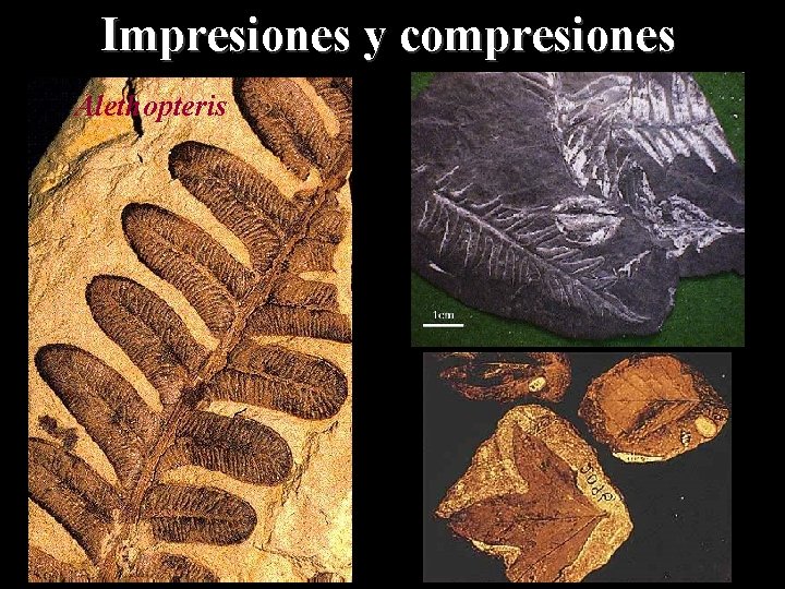 Impresiones y compresiones Alethopteris 