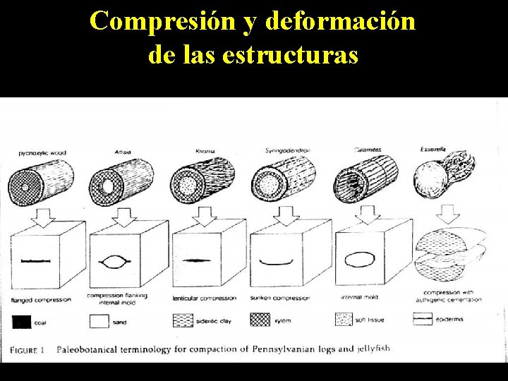 Compresión y deformación de las estructuras 