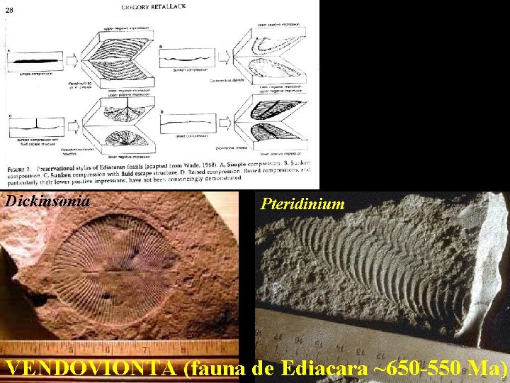 Dickinsonia Pteridinium VENDOVIONTA (fauna de Ediacara ~650 -550 Ma) 