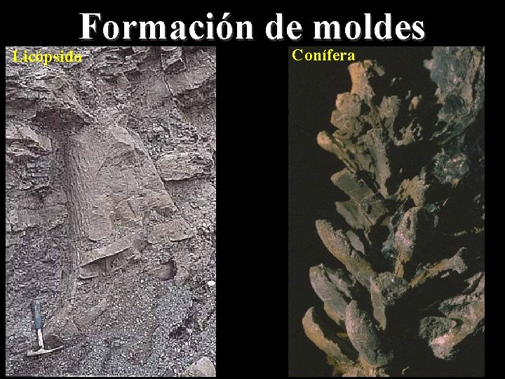 Formación de moldes Licópsido Conífera 