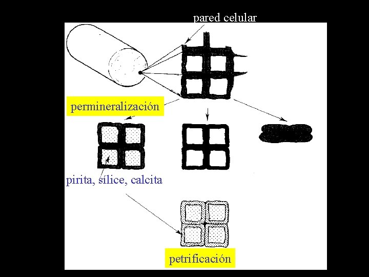 pared celular permineralización pirita, sílice, calcita petrificación 