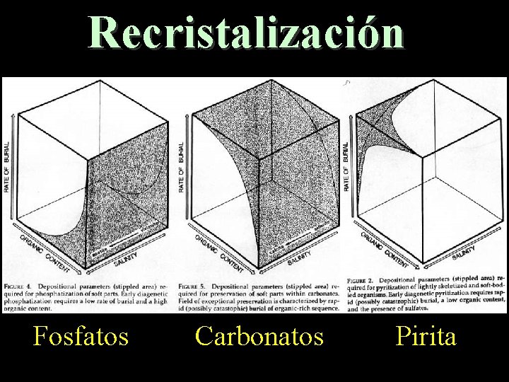 Recristalización Fosfatos Carbonatos Pirita 