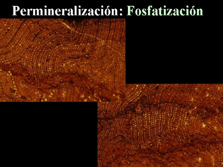 Permineralización: Fosfatización 