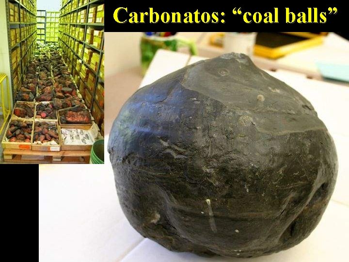 Carbonatos: “coal balls” 