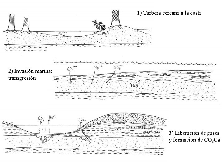 1) Turbera cercana a la costa 2) Invasión marina: transgresión 3) Liberación de gases