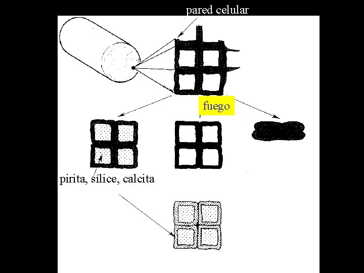 pared celular fuego pirita, sílice, calcita 