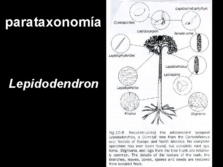 parataxonomía Lepidodendron 