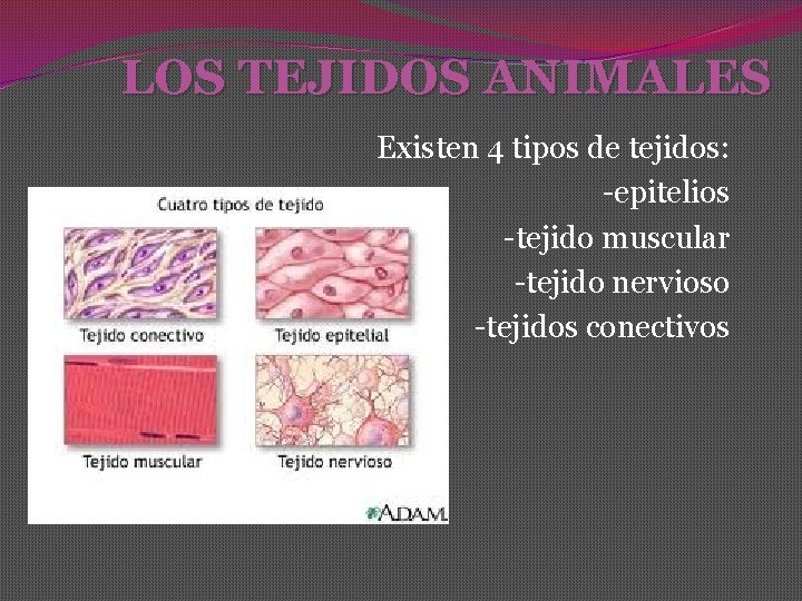 LOS TEJIDOS ANIMALES Existen 4 tipos de tejidos: -epitelios -tejido muscular -tejido nervioso -tejidos