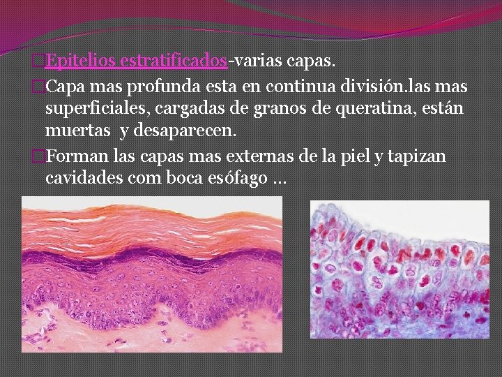 �Epitelios estratificados-varias capas. �Capa mas profunda esta en continua división. las mas superficiales, cargadas