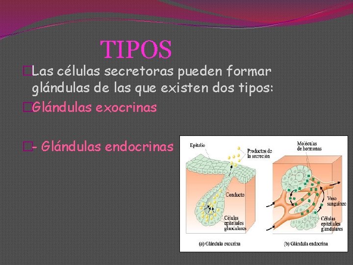 TIPOS �Las células secretoras pueden formar glándulas de las que existen dos tipos: �Glándulas