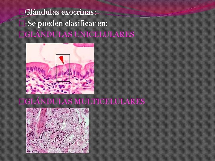 �Glándulas exocrinas: �-Se pueden clasificar en: �GLÁNDULAS UNICELULARES �GLÁNDULAS MULTICELULARES 