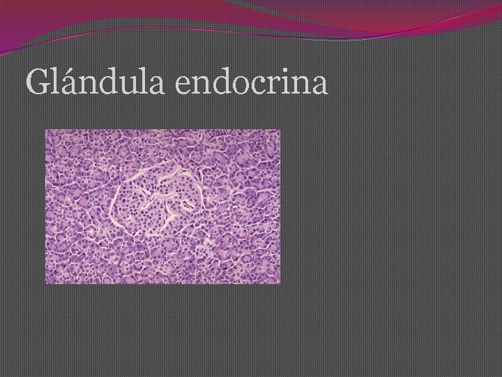 Glándula endocrina 