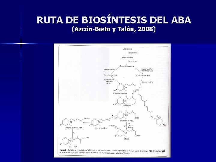 RUTA DE BIOSÍNTESIS DEL ABA (Azcón Bieto y Talón, 2008) 