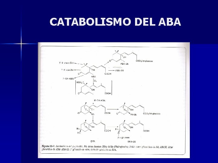CATABOLISMO DEL ABA 