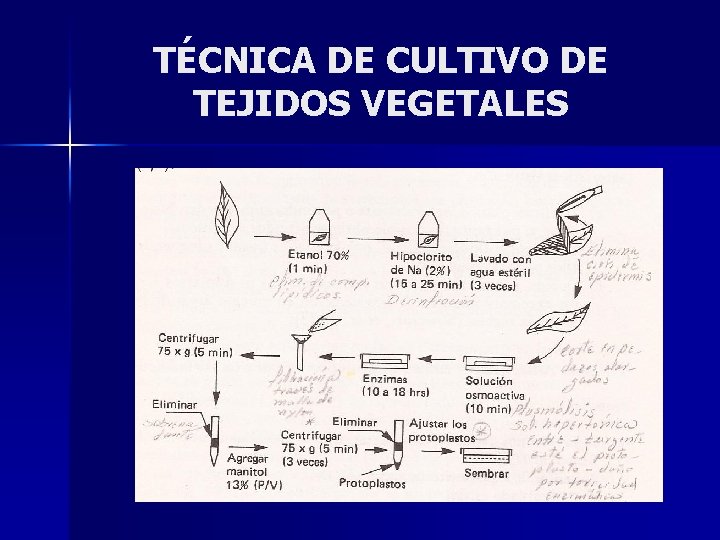 TÉCNICA DE CULTIVO DE TEJIDOS VEGETALES 