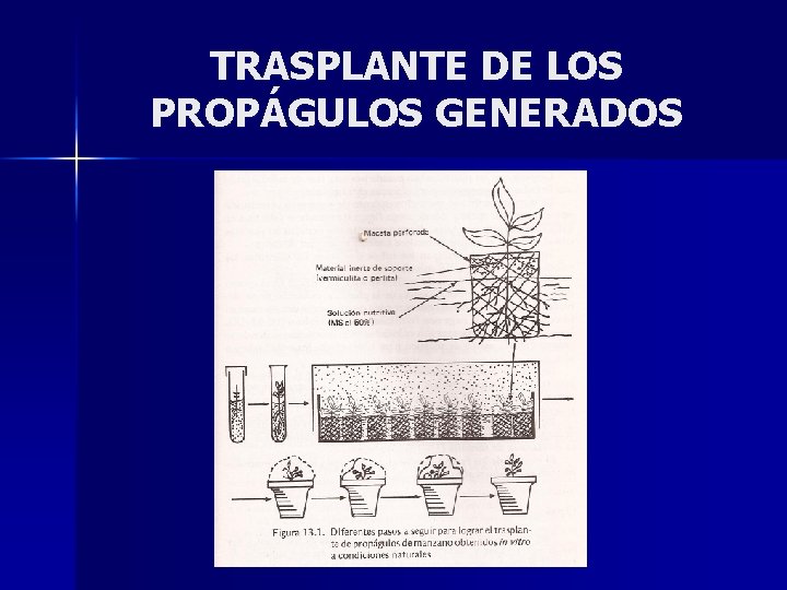 TRASPLANTE DE LOS PROPÁGULOS GENERADOS 