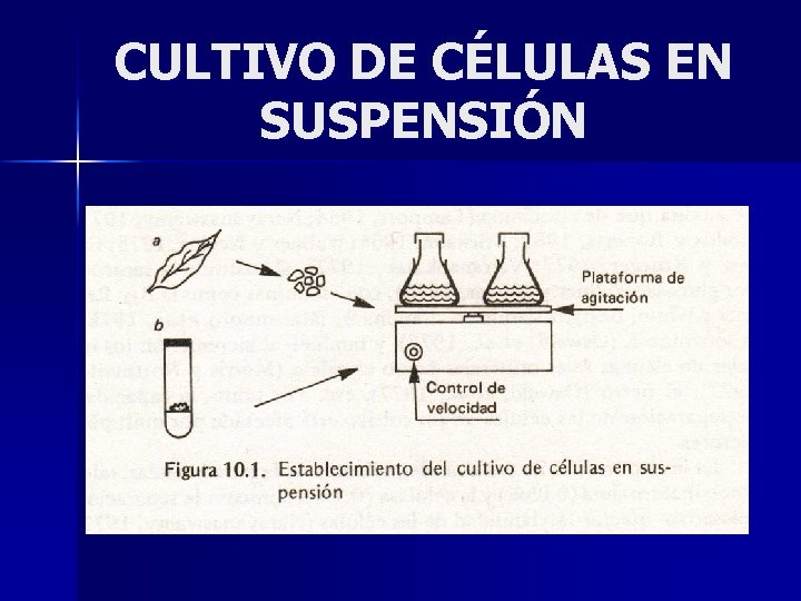 CULTIVO DE CÉLULAS EN SUSPENSIÓN 