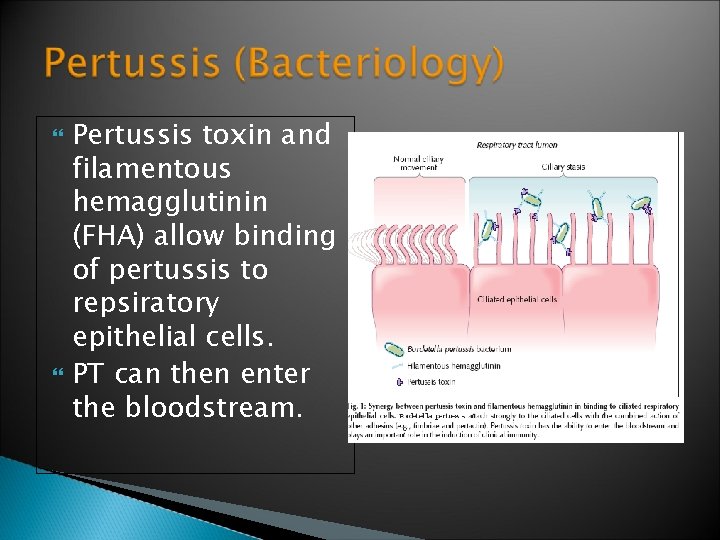  Pertussis toxin and filamentous hemagglutinin (FHA) allow binding of pertussis to repsiratory epithelial