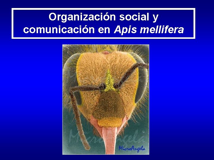 Organización social y comunicación en Apis mellifera Organización social y comunicación en Apis mellifera