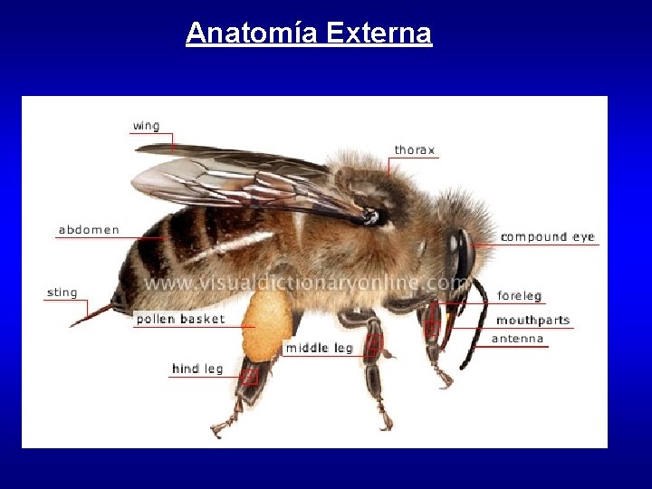 Anatomía Externa 