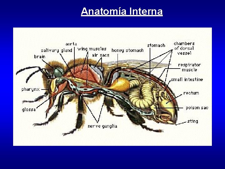 Anatomía Interna 