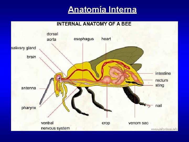 Anatomía Interna 