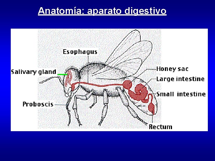 Anatomía: aparato digestivo 