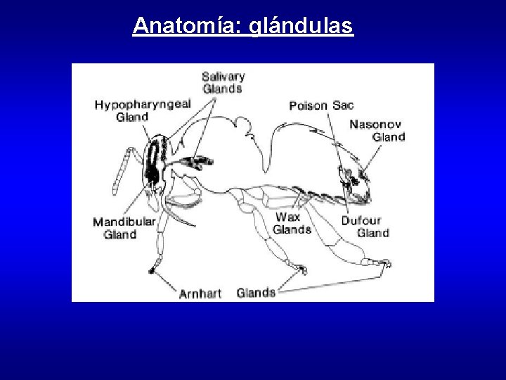 Anatomía: glándulas 