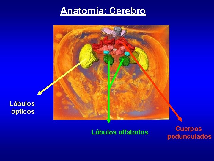 Anatomía: Cerebro Lóbulos ópticos Lóbulos olfatorios Cuerpos pedunculados 