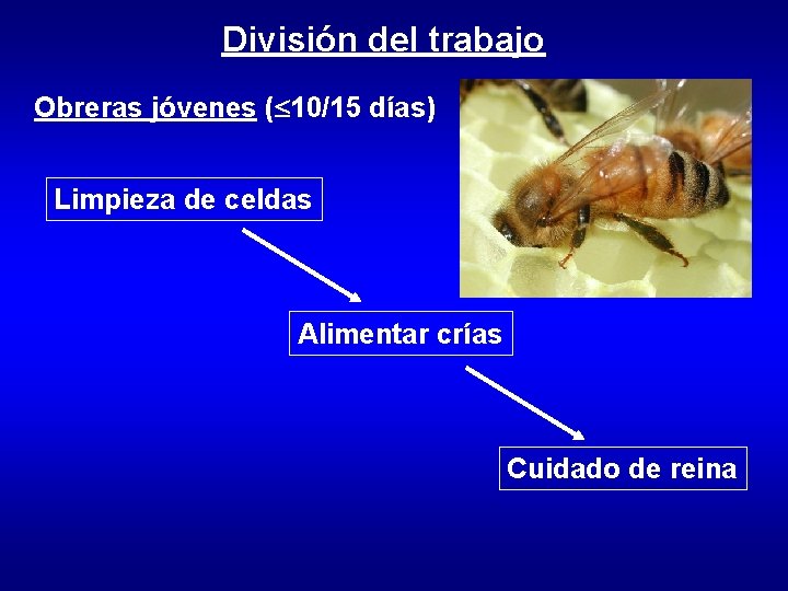 División del trabajo Obreras jóvenes ( 10/15 días) Limpieza de celdas Alimentar crías Cuidado