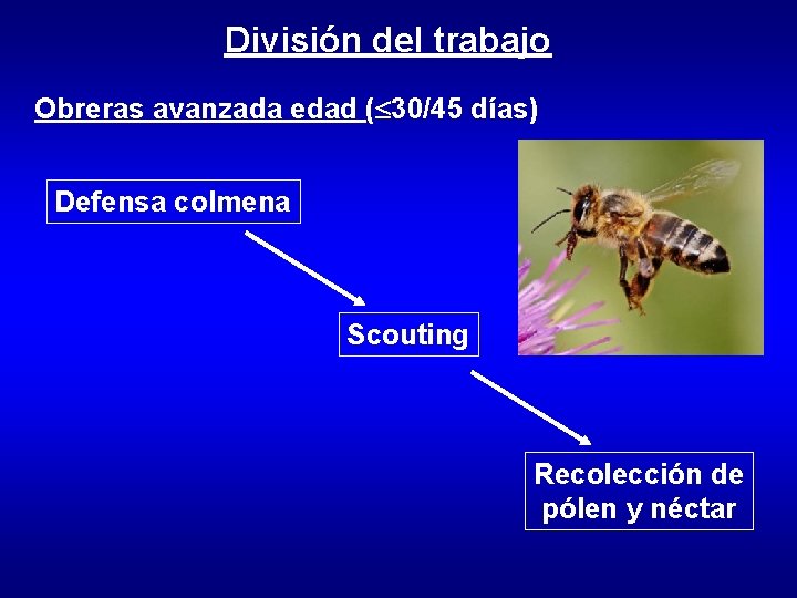 División del trabajo Obreras avanzada edad ( 30/45 días) Defensa colmena Scouting Recolección de