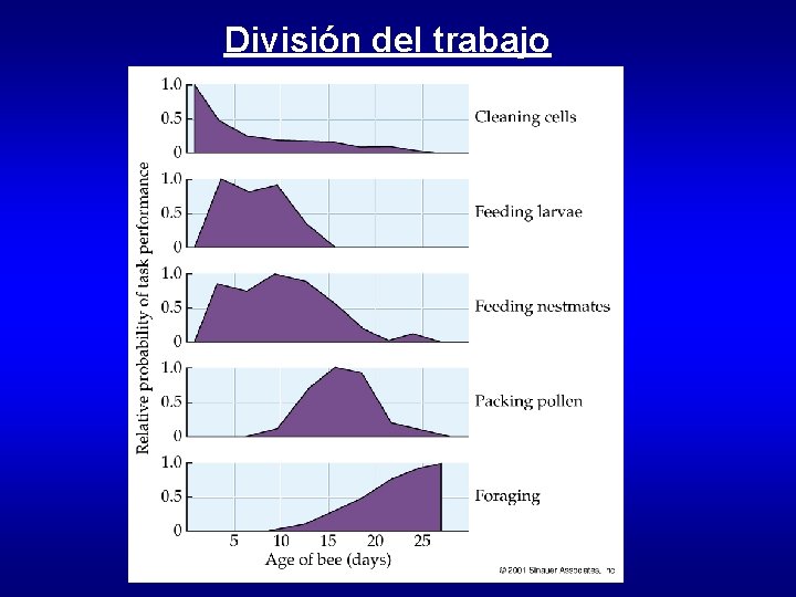 División del trabajo 